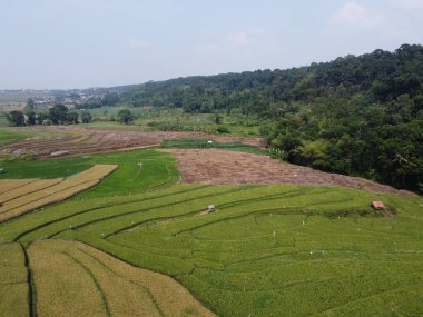 Semarang, Central Java köyündeki tarımsal pirinç tarlalarının panoraması. Teraslı pirinç tarlaları gibi. Bali Endonezya.