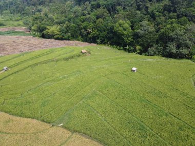 Semarang, Central Java köyündeki tarımsal pirinç tarlalarının panoraması. Teraslı pirinç tarlaları gibi. Bali Endonezya.