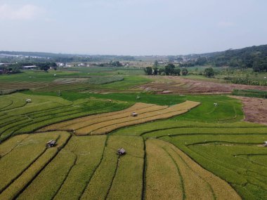 Semarang, Central Java köyündeki tarımsal pirinç tarlalarının panoraması. Teraslı pirinç tarlaları gibi. Bali Endonezya.
