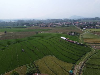 Semarang, Central Java köyündeki tarımsal pirinç tarlalarının panoraması. Teraslı pirinç tarlaları gibi. Bali Endonezya.