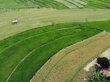Semarang, Central Java köyündeki tarımsal pirinç tarlalarının panoraması. Teraslı pirinç tarlaları gibi. Bali Endonezya.