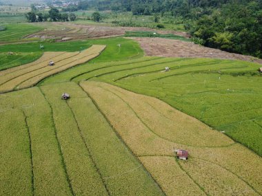 Semarang, Central Java köyündeki tarımsal pirinç tarlalarının panoraması. Teraslı pirinç tarlaları gibi. Bali Endonezya.