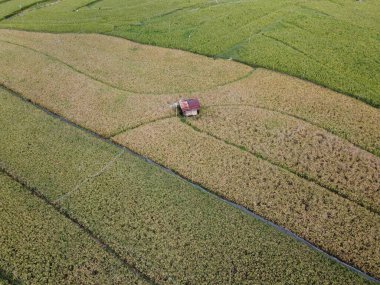 Semarang, Central Java köyündeki tarımsal pirinç tarlalarının panoraması. Teraslı pirinç tarlaları gibi. Bali Endonezya.