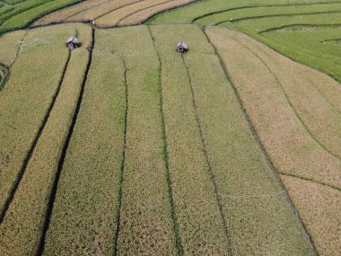 Semarang, Central Java köyündeki tarımsal pirinç tarlalarının panoraması. Teraslı pirinç tarlaları gibi. Bali Endonezya.