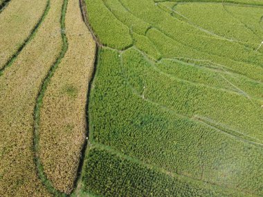 Semarang, Central Java köyündeki tarımsal pirinç tarlalarının panoraması. Teraslı pirinç tarlaları gibi. Bali Endonezya.