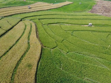 Semarang, Central Java köyündeki tarımsal pirinç tarlalarının panoraması. Teraslı pirinç tarlaları gibi. Bali Endonezya.