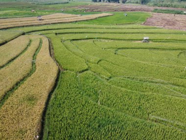 Semarang, Central Java köyündeki tarımsal pirinç tarlalarının panoraması. Teraslı pirinç tarlaları gibi. Bali Endonezya.