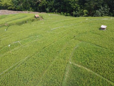Semarang, Central Java köyündeki tarımsal pirinç tarlalarının panoraması. Teraslı pirinç tarlaları gibi. Bali Endonezya.