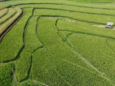 Semarang, Central Java köyündeki tarımsal pirinç tarlalarının panoraması. Teraslı pirinç tarlaları gibi. Bali Endonezya.