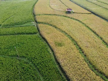 Semarang, Central Java köyündeki tarımsal pirinç tarlalarının panoraması. Teraslı pirinç tarlaları gibi. Bali Endonezya.