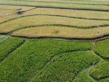 Semarang, Central Java köyündeki tarımsal pirinç tarlalarının panoraması. Teraslı pirinç tarlaları gibi. Bali Endonezya.