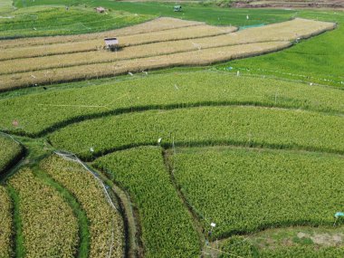 Semarang, Central Java köyündeki tarımsal pirinç tarlalarının panoraması. Teraslı pirinç tarlaları gibi. Bali Endonezya.