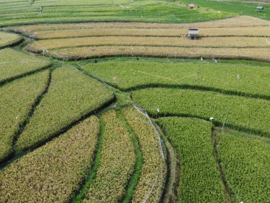 Semarang, Central Java köyündeki tarımsal pirinç tarlalarının panoraması. Teraslı pirinç tarlaları gibi. Bali Endonezya.