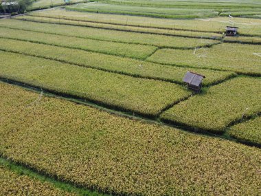Semarang, Central Java köyündeki tarımsal pirinç tarlalarının panoraması. Teraslı pirinç tarlaları gibi. Bali Endonezya.