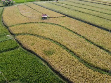 Semarang, Central Java köyündeki tarımsal pirinç tarlalarının panoraması. Teraslı pirinç tarlaları gibi. Bali Endonezya.