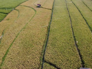 Semarang, Central Java köyündeki tarımsal pirinç tarlalarının panoraması. Teraslı pirinç tarlaları gibi. Bali Endonezya.