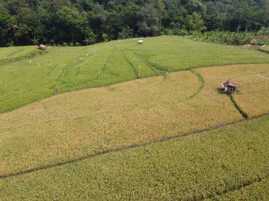 Semarang, Central Java köyündeki tarımsal pirinç tarlalarının panoraması. Teraslı pirinç tarlaları gibi. Bali Endonezya.