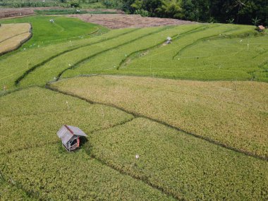 Semarang, Central Java köyündeki tarımsal pirinç tarlalarının panoraması. Teraslı pirinç tarlaları gibi. Bali Endonezya.