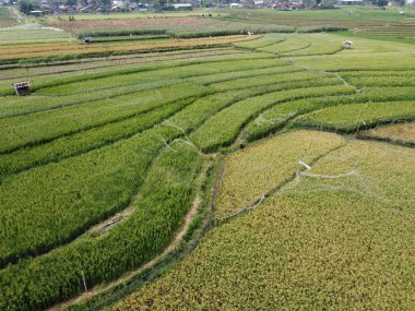 Semarang, Central Java köyündeki tarımsal pirinç tarlalarının panoraması. Teraslı pirinç tarlaları gibi. Bali Endonezya.