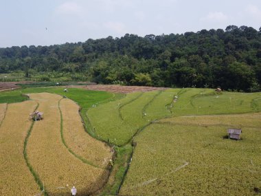 Semarang, Central Java köyündeki tarımsal pirinç tarlalarının panoraması. Teraslı pirinç tarlaları gibi. Bali Endonezya.