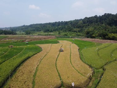 Semarang, Central Java köyündeki tarımsal pirinç tarlalarının panoraması. Teraslı pirinç tarlaları gibi. Bali Endonezya.