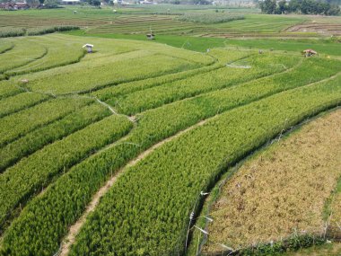 Semarang, Central Java köyündeki tarımsal pirinç tarlalarının panoraması. Teraslı pirinç tarlaları gibi. Bali Endonezya.