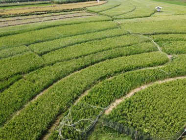 Semarang, Central Java köyündeki tarımsal pirinç tarlalarının panoraması. Teraslı pirinç tarlaları gibi. Bali Endonezya.