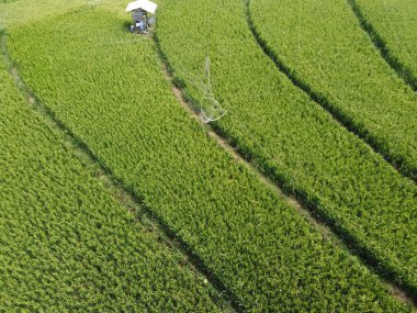 Semarang, Central Java köyündeki tarımsal pirinç tarlalarının panoraması. Teraslı pirinç tarlaları gibi. Bali Endonezya.