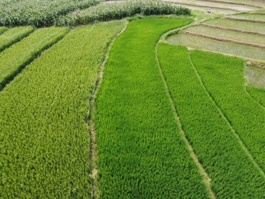 Semarang, Central Java köyündeki tarımsal pirinç tarlalarının panoraması. Teraslı pirinç tarlaları gibi. Bali Endonezya.