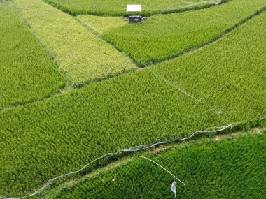 Semarang, Central Java köyündeki tarımsal pirinç tarlalarının panoraması. Teraslı pirinç tarlaları gibi. Bali Endonezya.