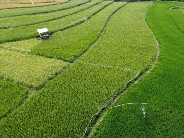 Semarang, Central Java köyündeki tarımsal pirinç tarlalarının panoraması. Teraslı pirinç tarlaları gibi. Bali Endonezya.