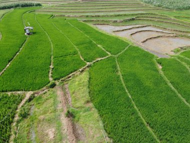 Semarang, Central Java köyündeki tarımsal pirinç tarlalarının panoraması. Teraslı pirinç tarlaları gibi. Bali Endonezya.