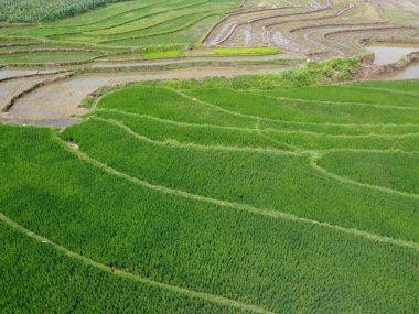 Semarang, Central Java köyündeki tarımsal pirinç tarlalarının panoraması. Teraslı pirinç tarlaları gibi. Bali Endonezya.