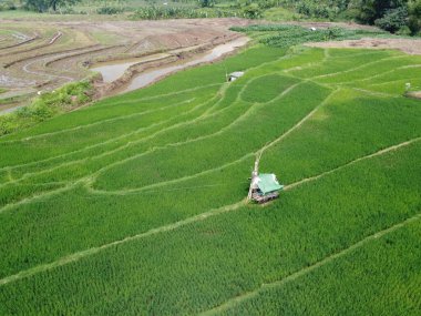 Semarang, Central Java köyündeki tarımsal pirinç tarlalarının panoraması. Teraslı pirinç tarlaları gibi. Bali Endonezya.