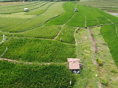 Orta Cava köyündeki tarımsal pirinç tarlalarının hava manzarası. Teraslı pirinç tarlaları gibi. Bali Endonezya.