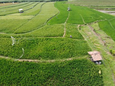 Orta Cava köyündeki tarımsal pirinç tarlalarının hava manzarası. Teraslı pirinç tarlaları gibi. Bali Endonezya.