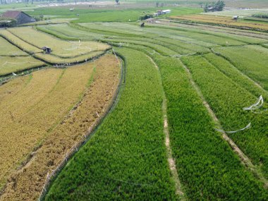 Orta Cava köyündeki tarımsal pirinç tarlalarının hava manzarası. Teraslı pirinç tarlaları gibi. Bali Endonezya.