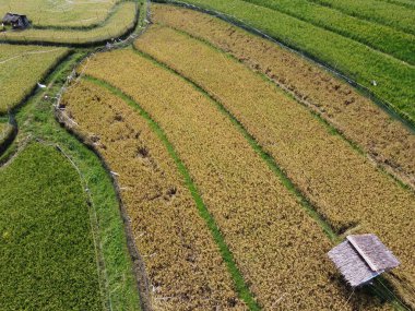 Orta Cava köyündeki tarımsal pirinç tarlalarının hava manzarası. Teraslı pirinç tarlaları gibi. Bali Endonezya.