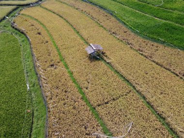 Orta Cava köyündeki tarımsal pirinç tarlalarının hava manzarası. Teraslı pirinç tarlaları gibi. Bali Endonezya.