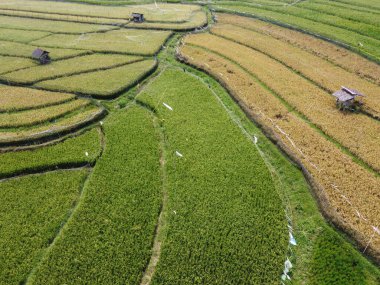 Orta Cava köyündeki tarımsal pirinç tarlalarının hava manzarası. Teraslı pirinç tarlaları gibi. Bali Endonezya.