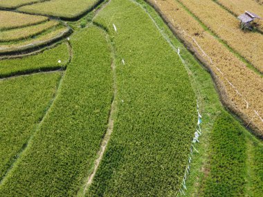 Orta Cava köyündeki tarımsal pirinç tarlalarının hava manzarası. Teraslı pirinç tarlaları gibi. Bali Endonezya.