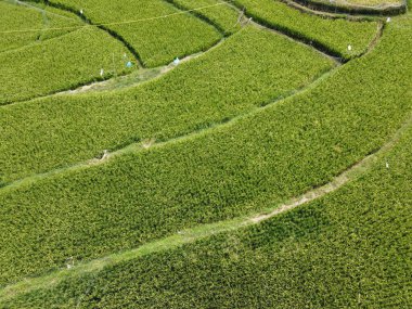 Orta Cava köyündeki tarımsal pirinç tarlalarının hava manzarası. Teraslı pirinç tarlaları gibi. Bali Endonezya.