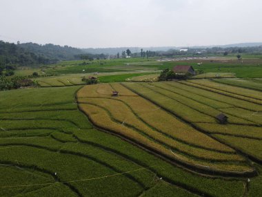 Orta Cava köyündeki tarımsal pirinç tarlalarının hava manzarası. Teraslı pirinç tarlaları gibi. Bali Endonezya.