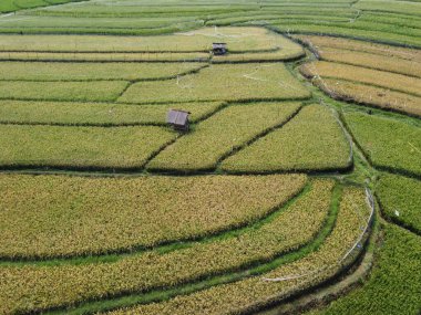 Orta Cava köyündeki tarımsal pirinç tarlalarının hava manzarası. Teraslı pirinç tarlaları gibi. Bali Endonezya.