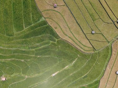 Orta Cava köyündeki tarımsal pirinç tarlalarının hava manzarası. Teraslı pirinç tarlaları gibi. Bali Endonezya.