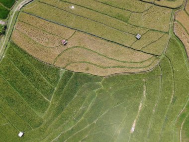 Orta Cava köyündeki tarımsal pirinç tarlalarının hava manzarası. Teraslı pirinç tarlaları gibi. Bali Endonezya.