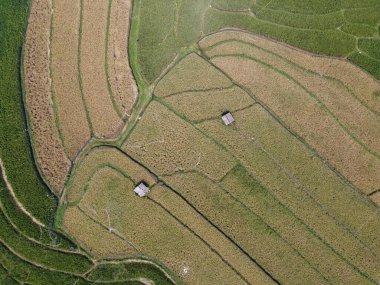 Orta Cava köyündeki tarımsal pirinç tarlalarının hava manzarası. Teraslı pirinç tarlaları gibi. Bali Endonezya.