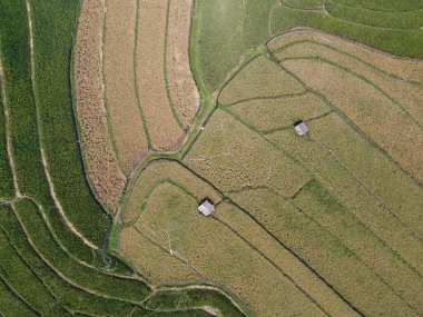 Orta Cava köyündeki tarımsal pirinç tarlalarının hava manzarası. Teraslı pirinç tarlaları gibi. Bali Endonezya.