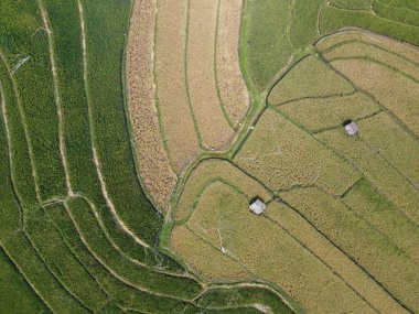 Orta Cava köyündeki tarımsal pirinç tarlalarının hava manzarası. Teraslı pirinç tarlaları gibi. Bali Endonezya.