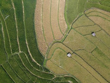 Orta Cava köyündeki tarımsal pirinç tarlalarının hava manzarası. Teraslı pirinç tarlaları gibi. Bali Endonezya.